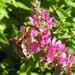 Junonia villida at Acton, ACT - 8 Feb 2019