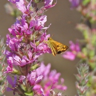 Ocybadistes walkeri (Green Grass-dart) at ANBG - 7 Feb 2019 by RodDeb