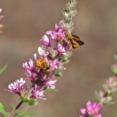 Ocybadistes walkeri at Acton, ACT - 8 Feb 2019 09:56 AM