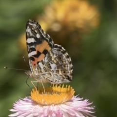 Vanessa kershawi (Australian Painted Lady) at Acton, ACT - 7 Feb 2019 by AlisonMilton