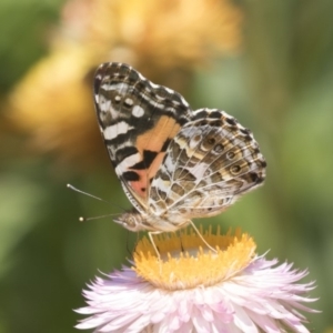 Vanessa kershawi at Acton, ACT - 8 Feb 2019 10:32 AM