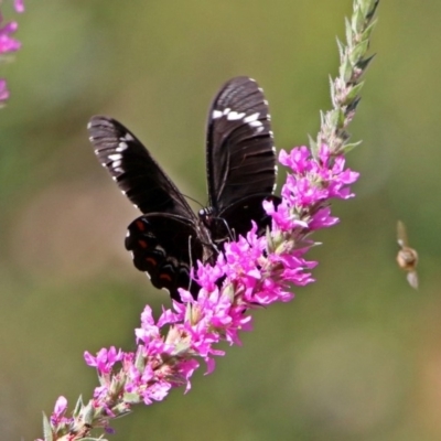 Papilio aegeus (Orchard Swallowtail, Large Citrus Butterfly) at ANBG - 7 Feb 2019 by RodDeb