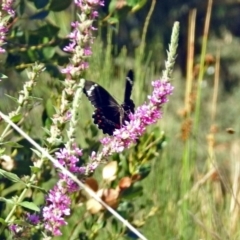 Papilio aegeus at Acton, ACT - 8 Feb 2019 10:21 AM