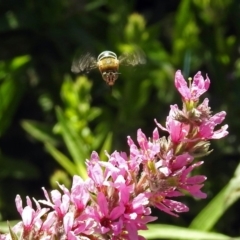 Amegilla sp. (genus) (Blue Banded Bee) at Acton, ACT - 7 Feb 2019 by RodDeb