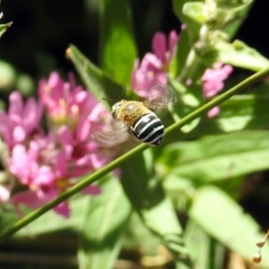 Amegilla sp. (genus) at Acton, ACT - 8 Feb 2019