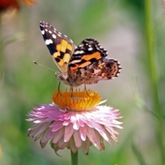 Vanessa kershawi (Australian Painted Lady) at ANBG - 8 Feb 2019 by RodDeb