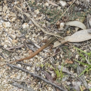 Ctenotus taeniolatus at Acton, ACT - 8 Feb 2019 01:13 PM