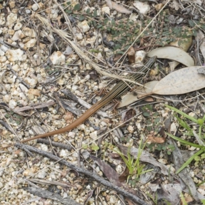 Ctenotus taeniolatus (Copper-tailed Skink) at Acton, ACT - 8 Feb 2019 by AlisonMilton