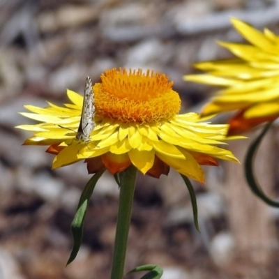 Lucia limbaria at ANBG - 8 Feb 2019 by RodDeb