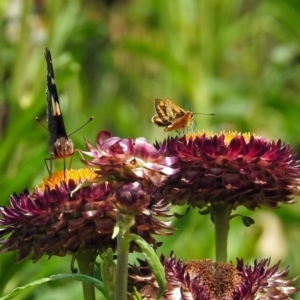 Ocybadistes walkeri at Acton, ACT - 8 Feb 2019