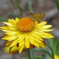 Ocybadistes walkeri at Acton, ACT - 8 Feb 2019