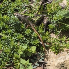 Ctenotus taeniolatus (Copper-tailed Skink) at ANBG - 8 Feb 2019 by AlisonMilton