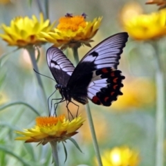 Papilio aegeus (Orchard Swallowtail, Large Citrus Butterfly) at ANBG - 8 Feb 2019 by RodDeb