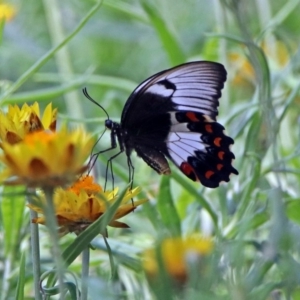 Papilio aegeus at Acton, ACT - 8 Feb 2019