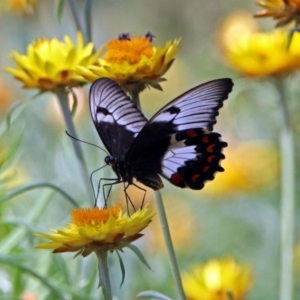 Papilio aegeus at Acton, ACT - 8 Feb 2019