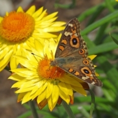 Junonia villida (Meadow Argus) at ANBG - 8 Feb 2019 by RodDeb