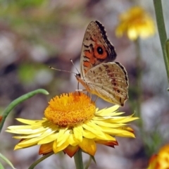 Junonia villida at Acton, ACT - 8 Feb 2019