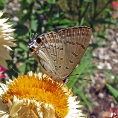 Jalmenus ictinus (Stencilled Hairstreak) at ANBG - 8 Feb 2019 by RodDeb