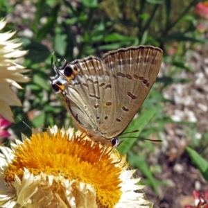 Jalmenus ictinus at Acton, ACT - 8 Feb 2019