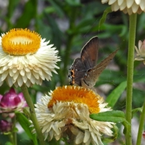 Jalmenus ictinus at Acton, ACT - 8 Feb 2019