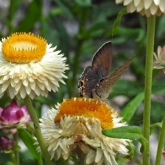 Jalmenus ictinus at Acton, ACT - 8 Feb 2019