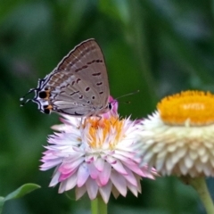 Jalmenus ictinus at Acton, ACT - 8 Feb 2019