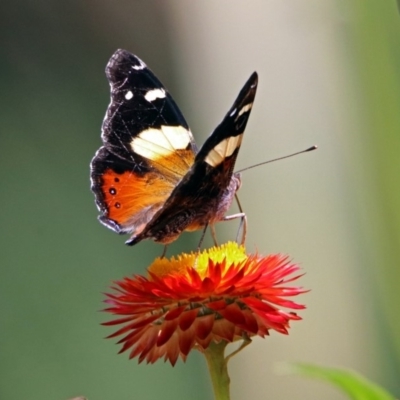 Vanessa itea (Yellow Admiral) at Acton, ACT - 8 Feb 2019 by RodDeb