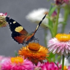 Vanessa itea at Acton, ACT - 8 Feb 2019 11:18 AM