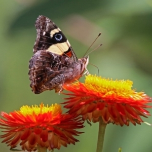 Vanessa itea at Acton, ACT - 8 Feb 2019 11:18 AM