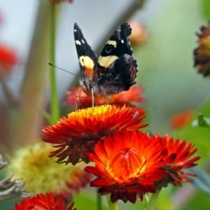 Vanessa itea at Acton, ACT - 8 Feb 2019 11:18 AM