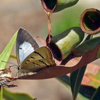 Jalmenus evagoras (Imperial Hairstreak) at ANBG - 8 Feb 2019 by RodDeb