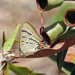 Jalmenus evagoras at Acton, ACT - 8 Feb 2019