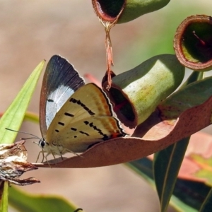 Jalmenus evagoras at Acton, ACT - 8 Feb 2019