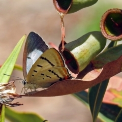 Jalmenus evagoras at Acton, ACT - 8 Feb 2019