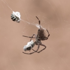 Socca pustulosa (Knobbled Orbweaver) at Hackett, ACT - 8 Feb 2019 by Alison Milton