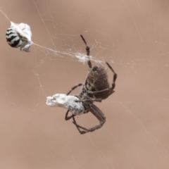 Socca pustulosa at Hackett, ACT - 8 Feb 2019