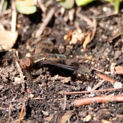 Balaana sp. (genus) (Bee Fly) at Acton, ACT - 8 Feb 2019 by RodDeb