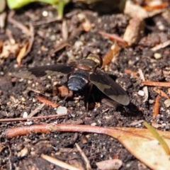 Balaana sp. (genus) at Acton, ACT - 8 Feb 2019 10:44 AM