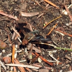 Balaana sp. (genus) at Acton, ACT - 8 Feb 2019 10:44 AM