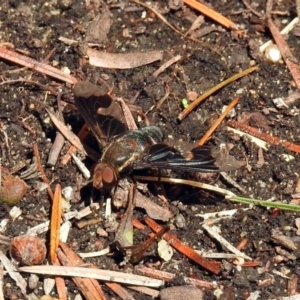 Balaana sp. (genus) at Acton, ACT - 8 Feb 2019