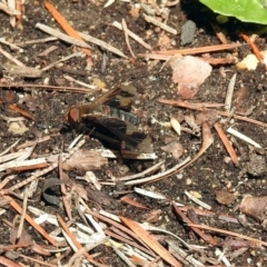 Balaana sp. (genus) at Acton, ACT - 8 Feb 2019 10:44 AM