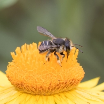 Pseudoanthidium (Immanthidium) repetitum (African carder bee, Megachild bee) at ANBG - 8 Feb 2019 by Alison Milton