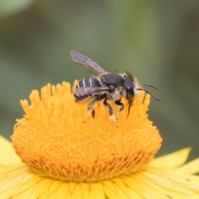 Pseudoanthidium (Immanthidium) repetitum (African carder bee) at Acton, ACT - 8 Feb 2019 by AlisonMilton