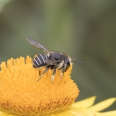 Pseudoanthidium (Immanthidium) repetitum at Acton, ACT - 8 Feb 2019