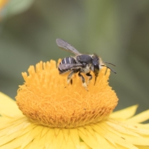 Pseudoanthidium (Immanthidium) repetitum at Acton, ACT - 8 Feb 2019