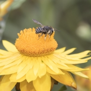 Pseudoanthidium (Immanthidium) repetitum at Acton, ACT - 8 Feb 2019