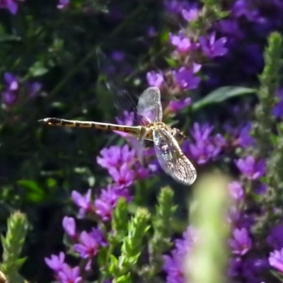 Hemicordulia tau (Tau Emerald) at Acton, ACT - 8 Feb 2019 by RodDeb