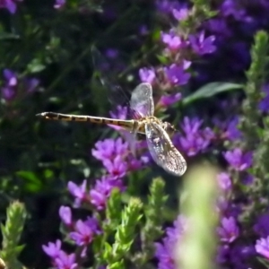 Hemicordulia tau at Acton, ACT - 8 Feb 2019