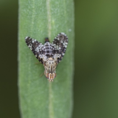 Tephritidae sp. (family) (Unidentified Fruit or Seed fly) at ANBG - 8 Feb 2019 by AlisonMilton