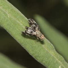 Tephritidae sp. (family) at Acton, ACT - 8 Feb 2019